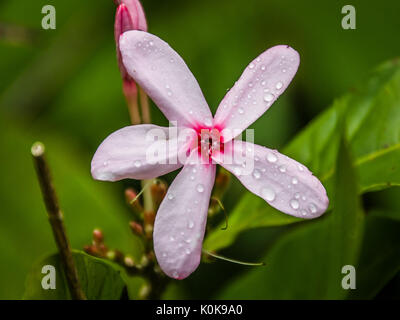 Vinca arbrisseau (Kopsia fruticosa) Banque D'Images