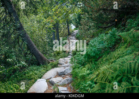 Big Tatry à la Pologne et la Slovaquie. Les animaux sauvages, belle nature, lacs et rivières. 2017 Banque D'Images