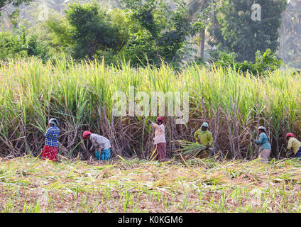 Les agriculteurs indiens travaillant dans le champ de canne à sucre tôt le matin près de Mumbay, Inde, le 17 août, 2016 Banque D'Images