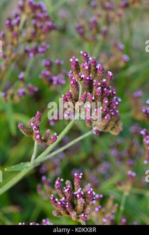 Verveine (Verbena officinalis commune) Banque D'Images