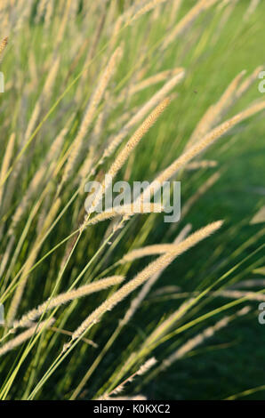 Plume d'Afrique de l'herbe (Pennisetum macrourum lancer 'white') Banque D'Images