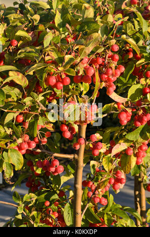 Pommier (Malus x 'Robusta' sentinelle) Banque D'Images