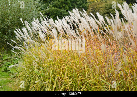 L'herbe d'argent chinois (Miscanthus sinensis) Banque D'Images