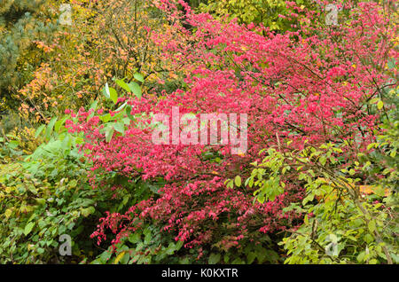 Arbre généalogique dangle dingle (Euonymus planipes) Banque D'Images