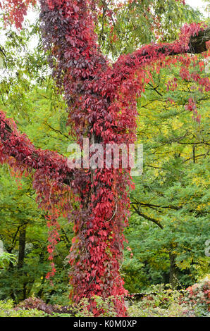 Vigne vierge (Parthenocissus quinquefolia) Banque D'Images