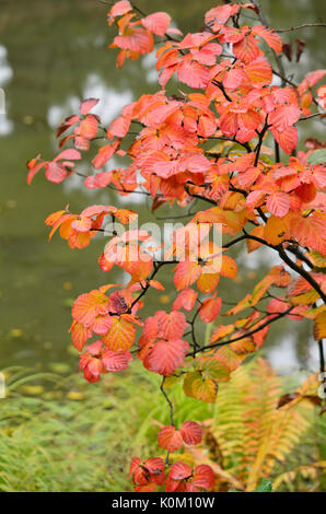 Fothergilla fothergilla major (grande) Banque D'Images