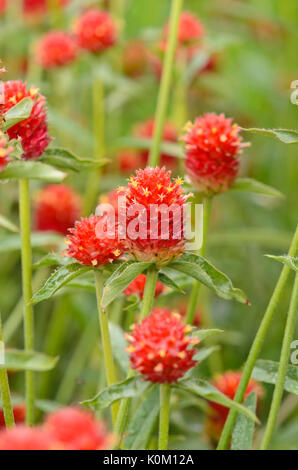 Globe amarante (Gomphrena globosa) Banque D'Images