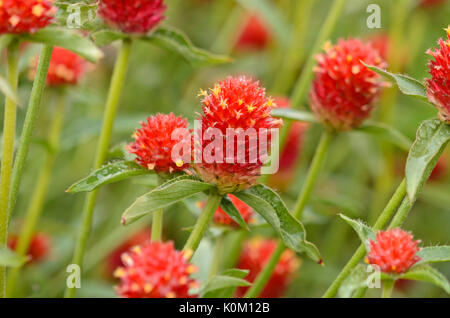 Globe amarante (Gomphrena globosa) Banque D'Images