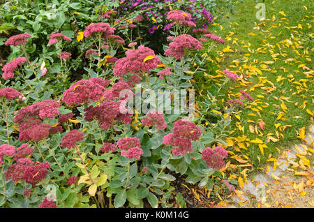 Orpine (Sedum telephium syn. hylotelephium telephium) Banque D'Images