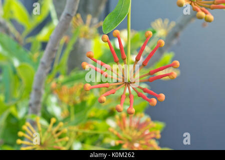 Firewheel tree (stenocarpus sinuatus) Banque D'Images