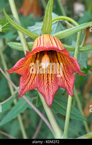 Canary Island bellflower (alhambra canariensis) Banque D'Images