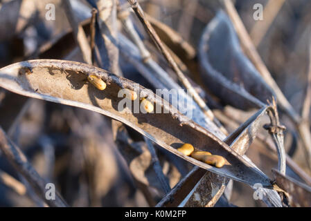 Blue false indigo (Baptisia australis) Banque D'Images