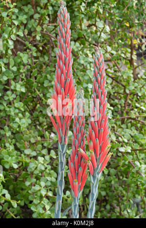 Réservez aloe (aloe suprafoliata) Banque D'Images