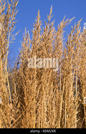 Le roseau en plumes (Calamagrostis arundinacea var. brachytricha syn. Achnatherum brachytricha) Banque D'Images