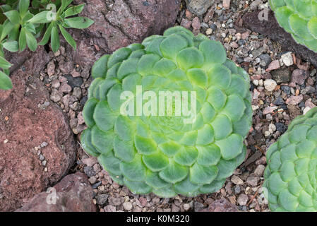 Aeonium aeonium tabuliforme () Banque D'Images