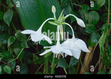 Amazon lily (eucharis amazonica) Banque D'Images