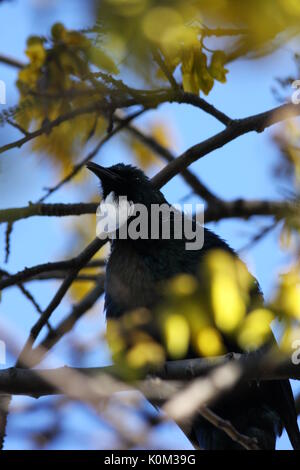 Tui (Prosthemadera novaeseelandiae) Banque D'Images