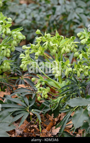 L'hellébore fétide (helleborus foetidus) Banque D'Images