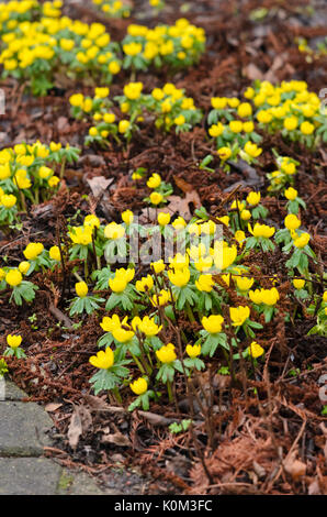 Aconit d'hiver (Eranthis hyemalis) Banque D'Images