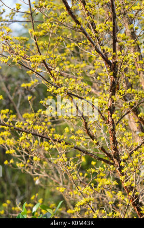 Cherry en cornaline (cornus mas) Banque D'Images