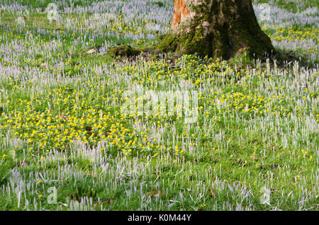 Eranthis hyemalis aconites (hiver) et crocus (Crocus) Banque D'Images