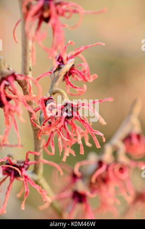 L'hamamélis (hamamelis x intermedia 'Carmine Red') Banque D'Images