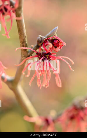 L'hamamélis (hamamelis x intermedia 'Carmine Red') Banque D'Images