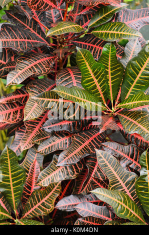 Croton (Codiaeum variegatum croton variegatus) syn. Banque D'Images