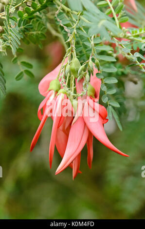 Le projet de loi du perroquet (Clianthus puniceus) Banque D'Images