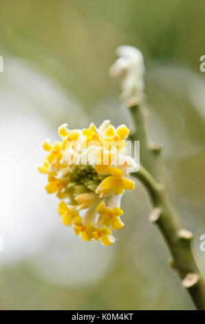 (Edgeworthia chrysantha paperbush oriental) Banque D'Images