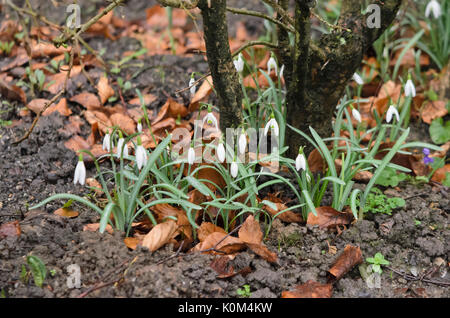 Snowdrop Galanthus nivalis (commune) Banque D'Images