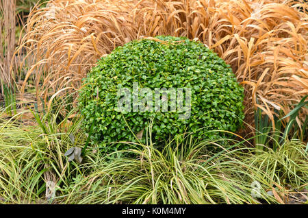 Buis commun (Buxus sempervirens) avec forme sphérique Banque D'Images