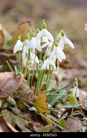 Snowdrop Galanthus nivalis (commune) Banque D'Images