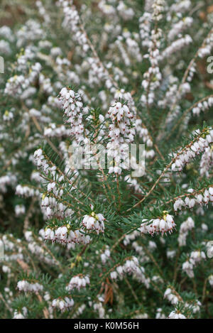 Winter heath (Erica x darleyensis 'silberschmelze') Banque D'Images