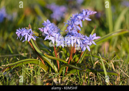 Deux feuilles (squill scilla bifolia) Banque D'Images