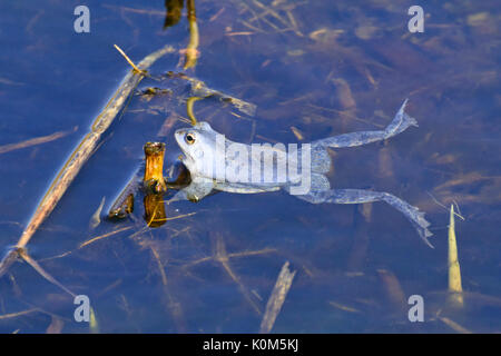 Moor frog (Rana arvalis), de couleur bleu mâle durant la saison de frai, Brandebourg, Allemagne Banque D'Images