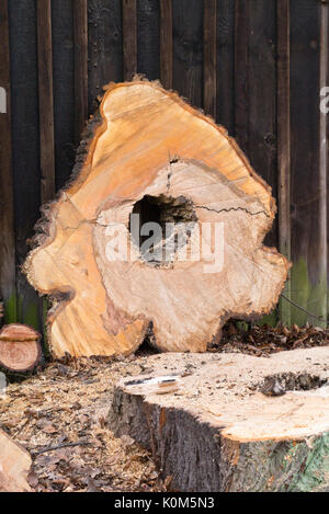 Tree cookie avec la pourriture du cœur Banque D'Images