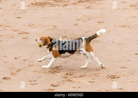Qui sommes les chiens ! Les chiens sur la plage de l'exercice, jouer, courir, sauter et gambader sur belle journée d'été sur l'une des plus belles plages du Devon. Banque D'Images