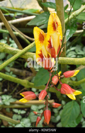 Réveil indien vine (thunbergia mysorensis) Banque D'Images