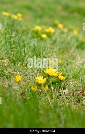 Pheasant's eye jaune (Adonis vernalis) Banque D'Images