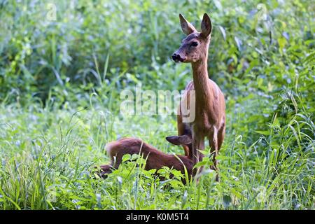 Capranolus capranolus, femelle Roe Deer nourrissant de jeunes cerfs de fauve. Animaux sauvages. Europe, Slovaquie. Banque D'Images