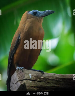 Trpial calfbird capuchinbird ou d'oiseaux (Perissocephalus tricolor) Banque D'Images