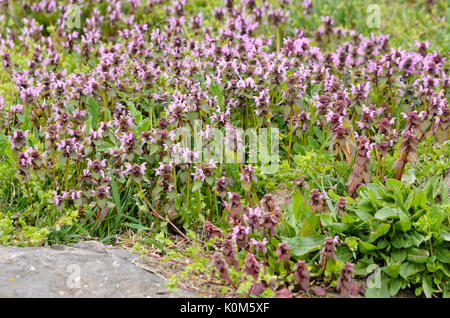 Lamier rouge (lamium purpureum) Banque D'Images