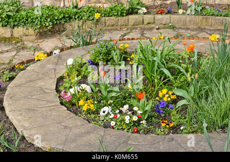 Violette (viola), Daisy commun (Bellis), primevères (Primula) et tulipes (tulipa) dans un lit rond Banque D'Images