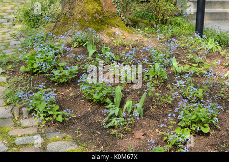 Vipérine commune de Sibérie (Brunnera macrophylla syn. myosotis macrophylla) Banque D'Images