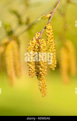 Sweet bouleau (Betula lenta) Banque D'Images