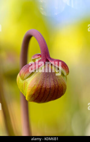 Trompette jaune pitcher (Sarracenia flava var. rubricorpora) Banque D'Images