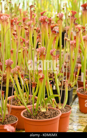 Trompette pitcher (sarracenia) Banque D'Images