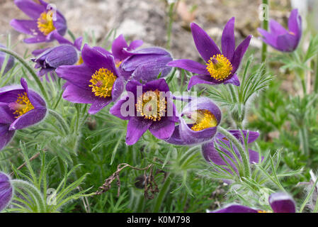 Anémone pulsatille commune (Pulsatilla vulgaris subsp. gotlandica) Banque D'Images