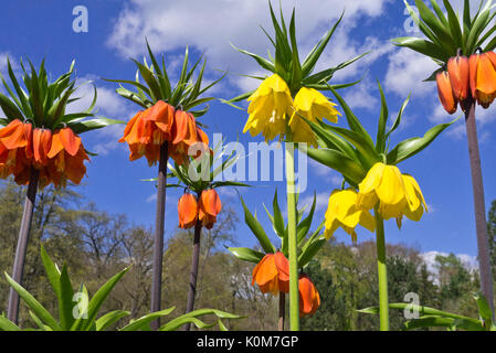 Couronne impériale (fritillaria imperialis 'Aurora') Banque D'Images